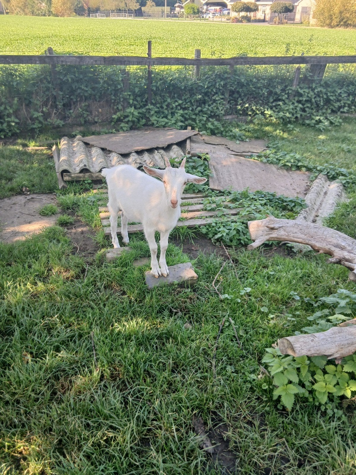 een  mooie witte geit te koop, Dieren en Toebehoren, Vrouwelijk, Geit, 0 tot 2 jaar