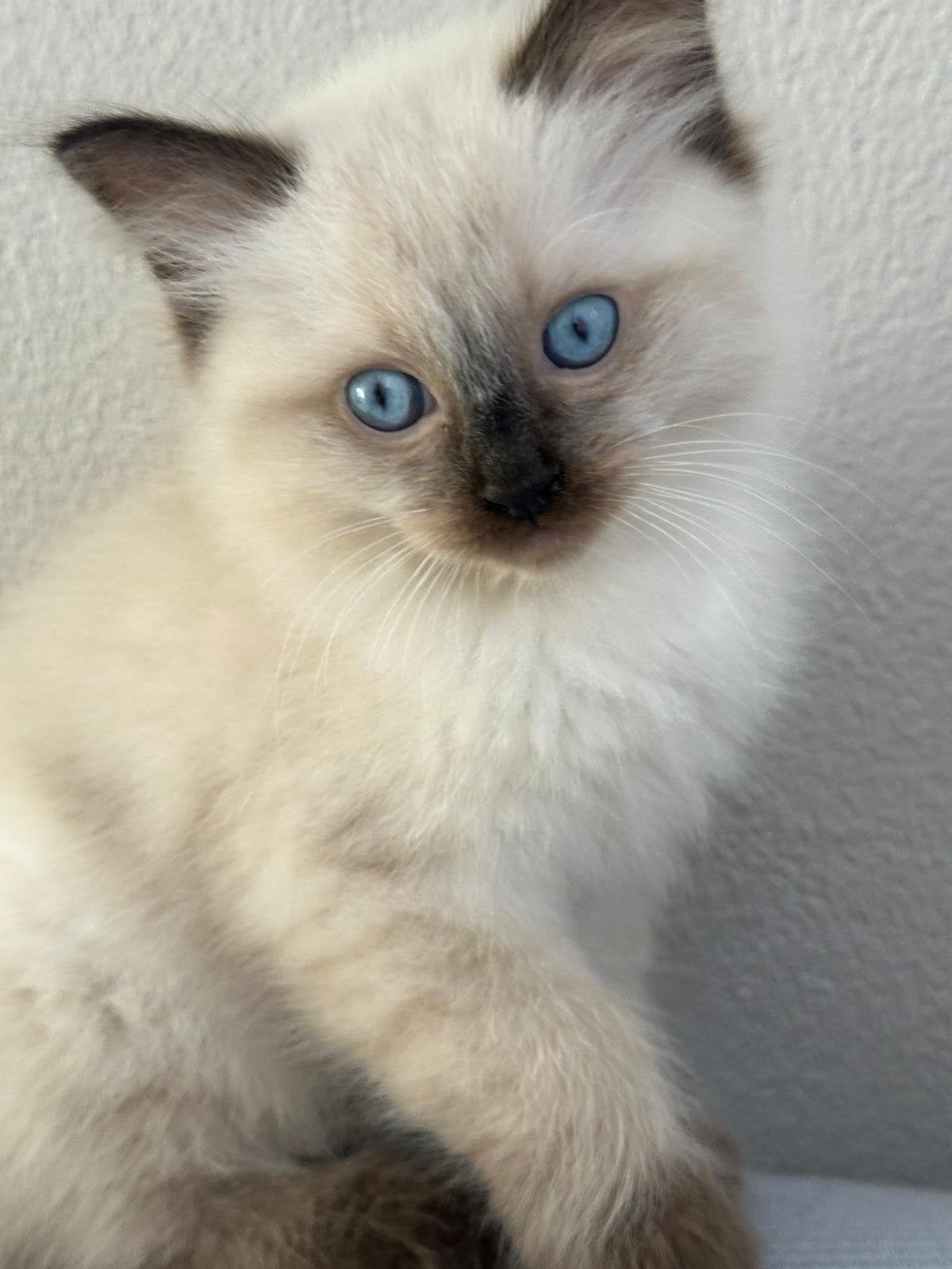 Ragdoll kittens te koop, Dieren en Toebehoren, Katten en Kittens | Raskatten | Langhaar, Meerdere dieren, Ontwormd