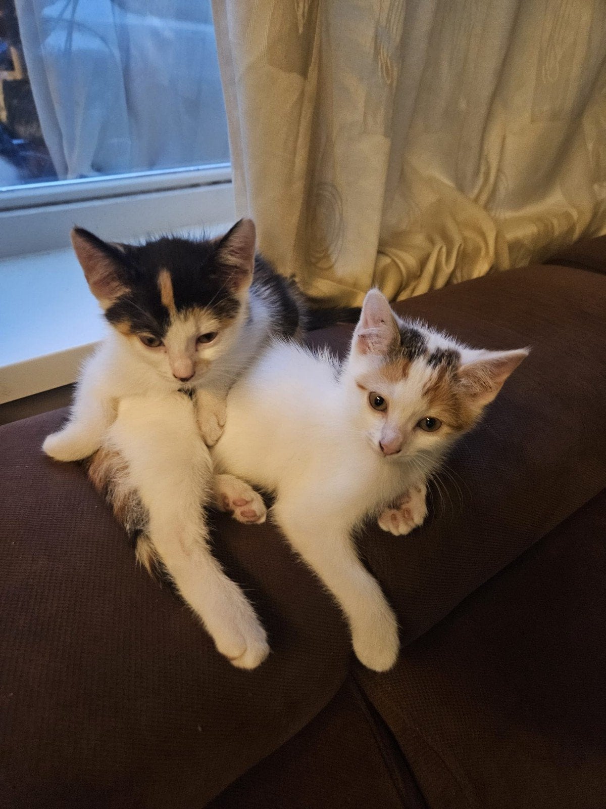 Nestje van 10 schattige kittens, Dieren en Toebehoren, Katten en Kittens | Overige Katten, Meerdere dieren, 0 tot 2 jaar
