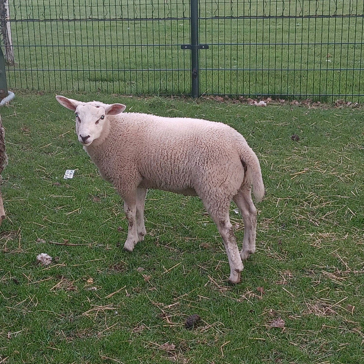 Lam (ram), Mannelijk, Schaap, 0 tot 2 jaar