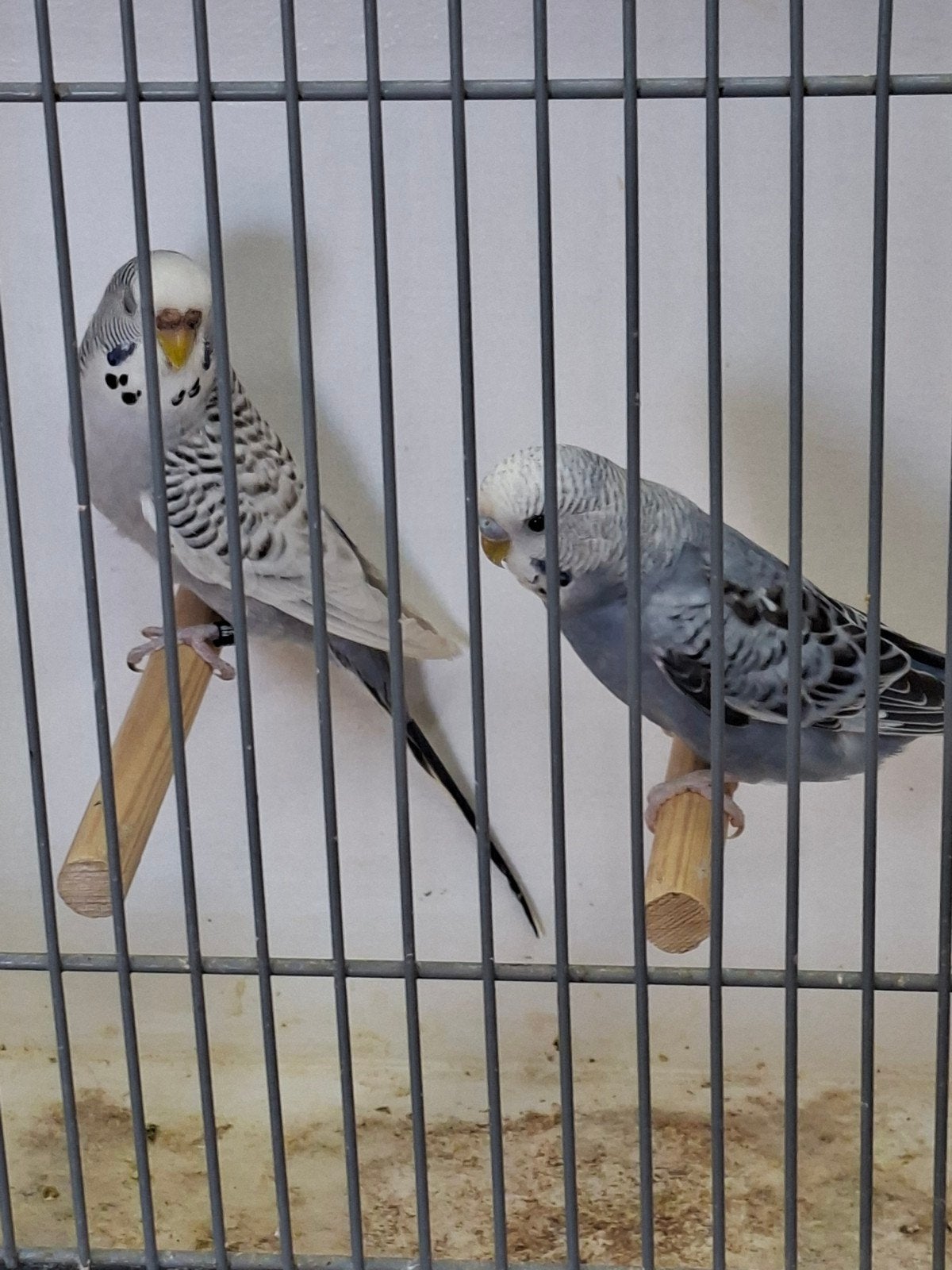 nog enkele koppels grasparkieten, Dieren en Toebehoren, Vogels | Parkieten en Papegaaien, Meerdere dieren, Parkiet