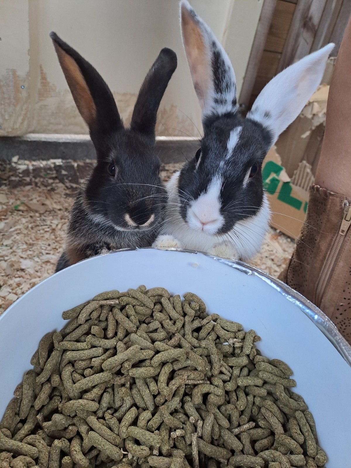 voedster en ram, Dieren en Toebehoren, Konijnen, Meerdere dieren