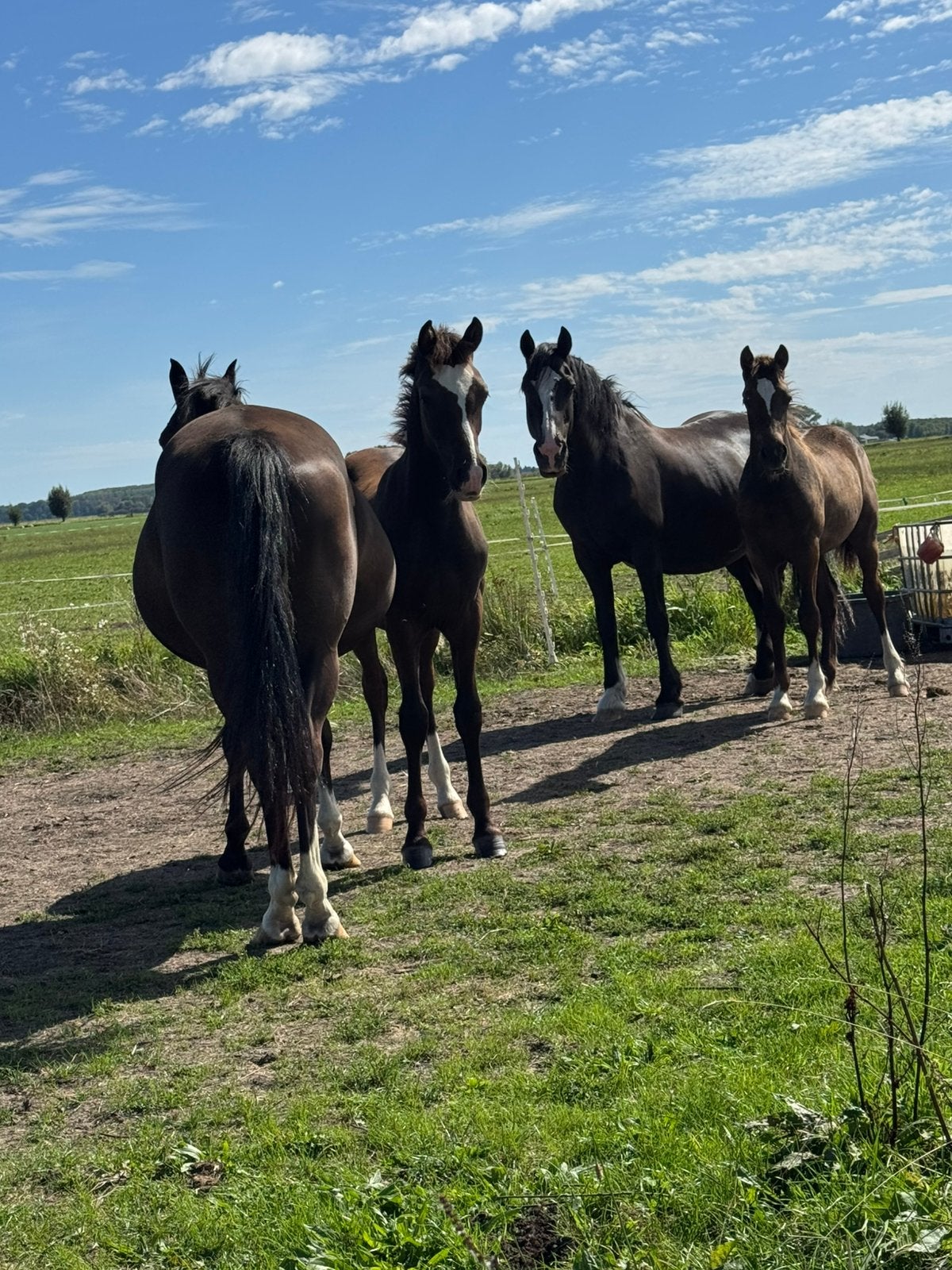 Welsh pony hengstveulens, Dieren en Toebehoren, E pony (1.48m - 1.57m), Met stamboom, Niet van toepassing, 0 tot 2 jaar