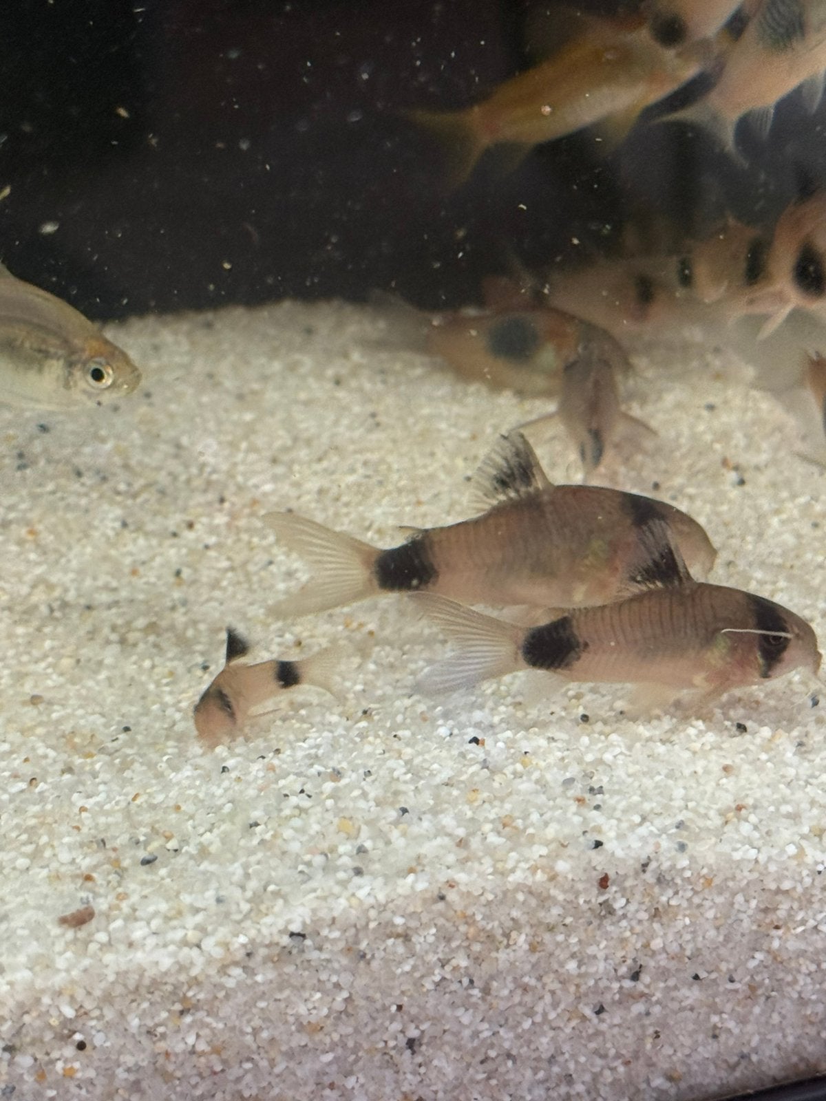 Jonge Corydoras panda, Dieren en Toebehoren, Vissen | Aquariumvissen, Vis
