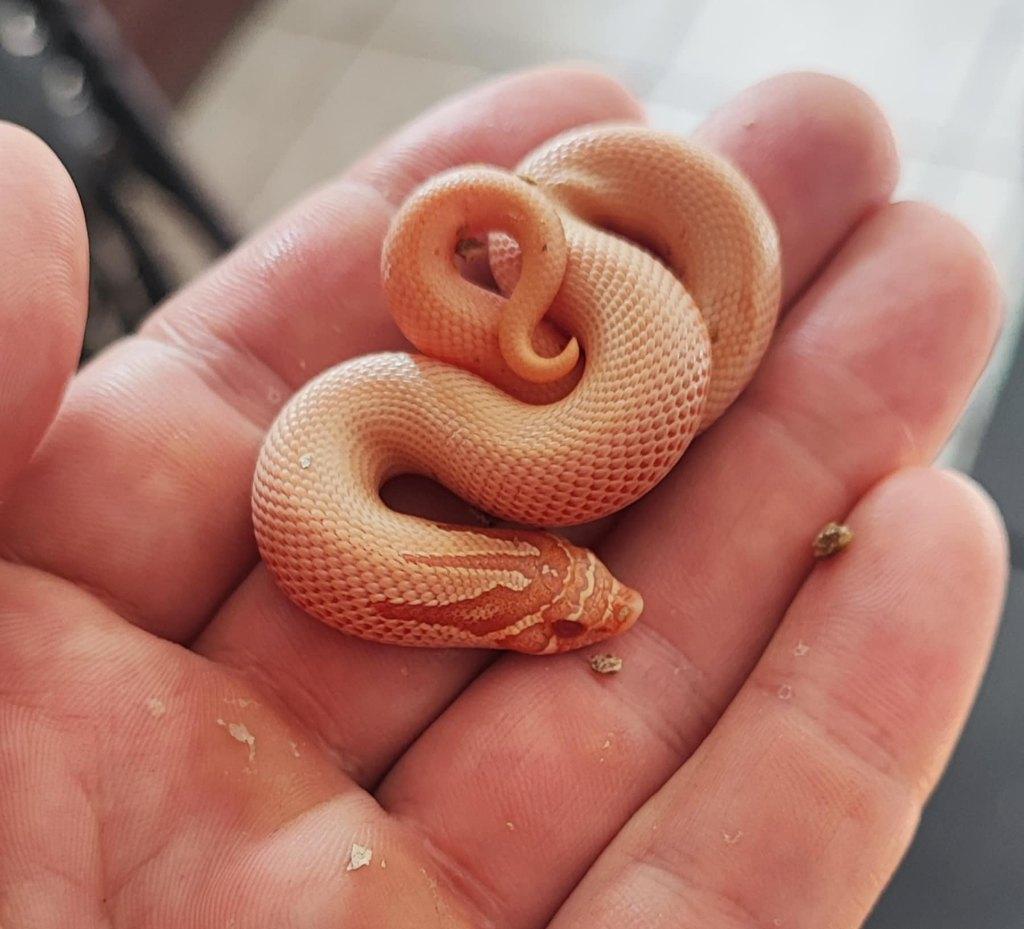 Haakneus albino superconda Hognose Snake - female for sale from Bob_D