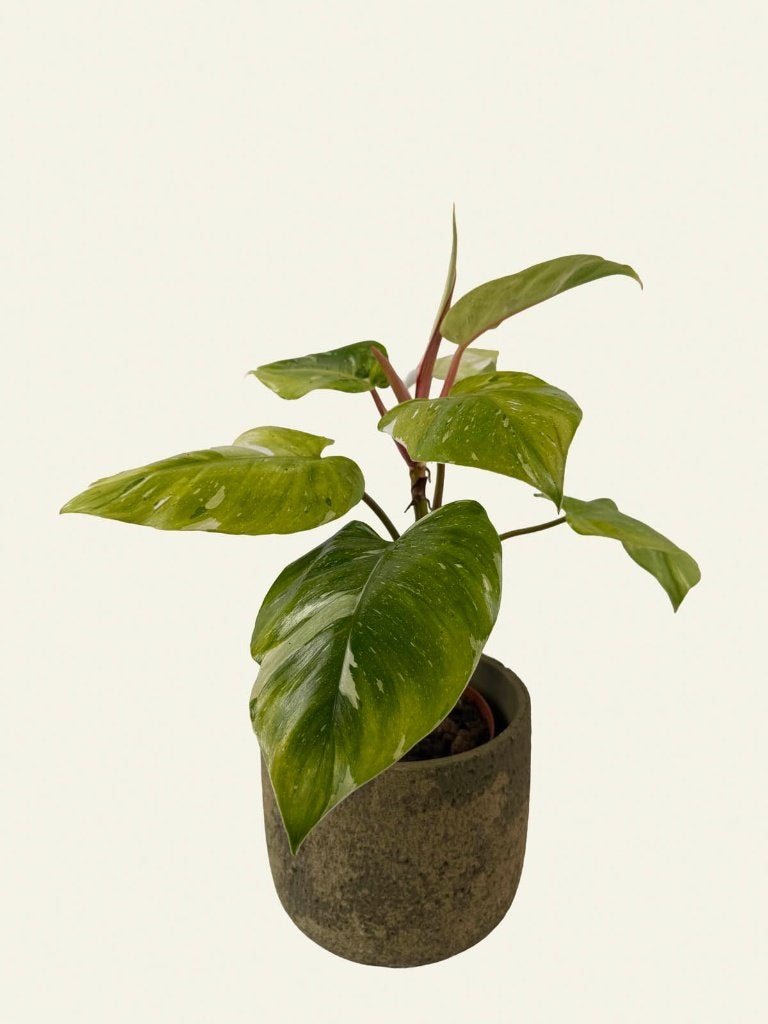 Philodendron Tricolor, Huis en Inrichting, Kamerplanten, Ophalen of Verzenden, Halfschaduw, Minder dan 100 cm