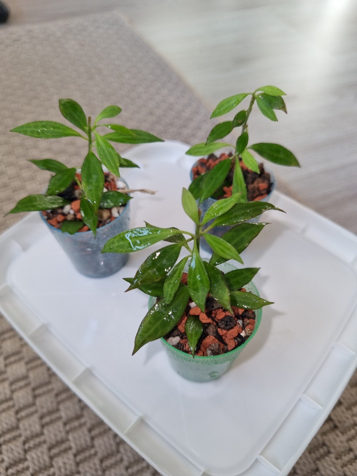 Hoya micro dwarf, Ophalen of Verzenden, Halfschaduw, Minder dan 100 cm