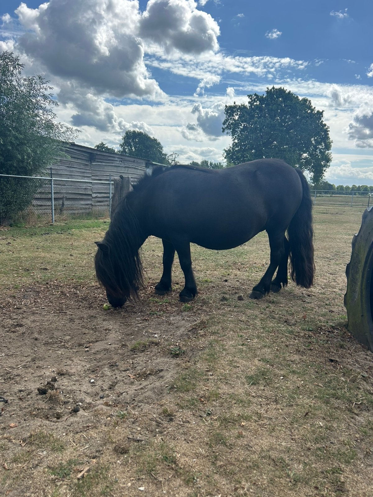 Lieve pony/ weidemaatje, Dieren en Toebehoren, Merrie, Niet van toepassing, A pony (tot 1.17m), 7 tot 10 jaar
