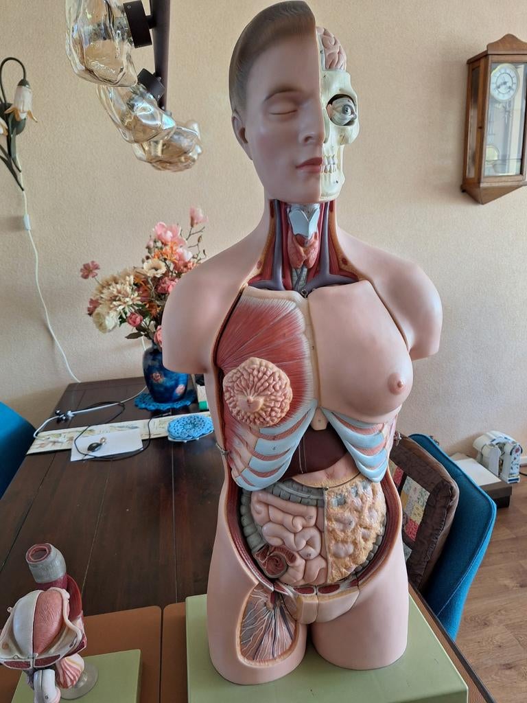 Antieke Somso Anatomische Torso - Puntgaaf Model, Ophalen of Verzenden