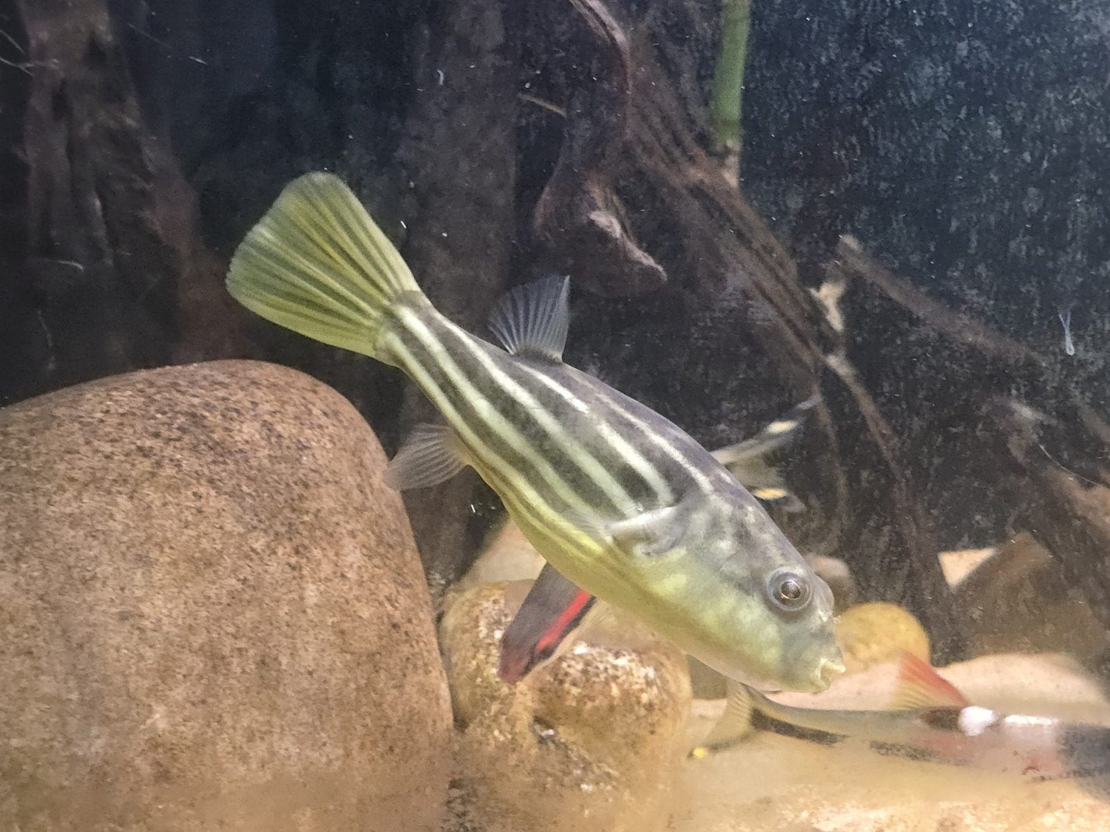 Fahaka Kogelvis (Tetraodon Lineatus), Vis, Zoetwatervis