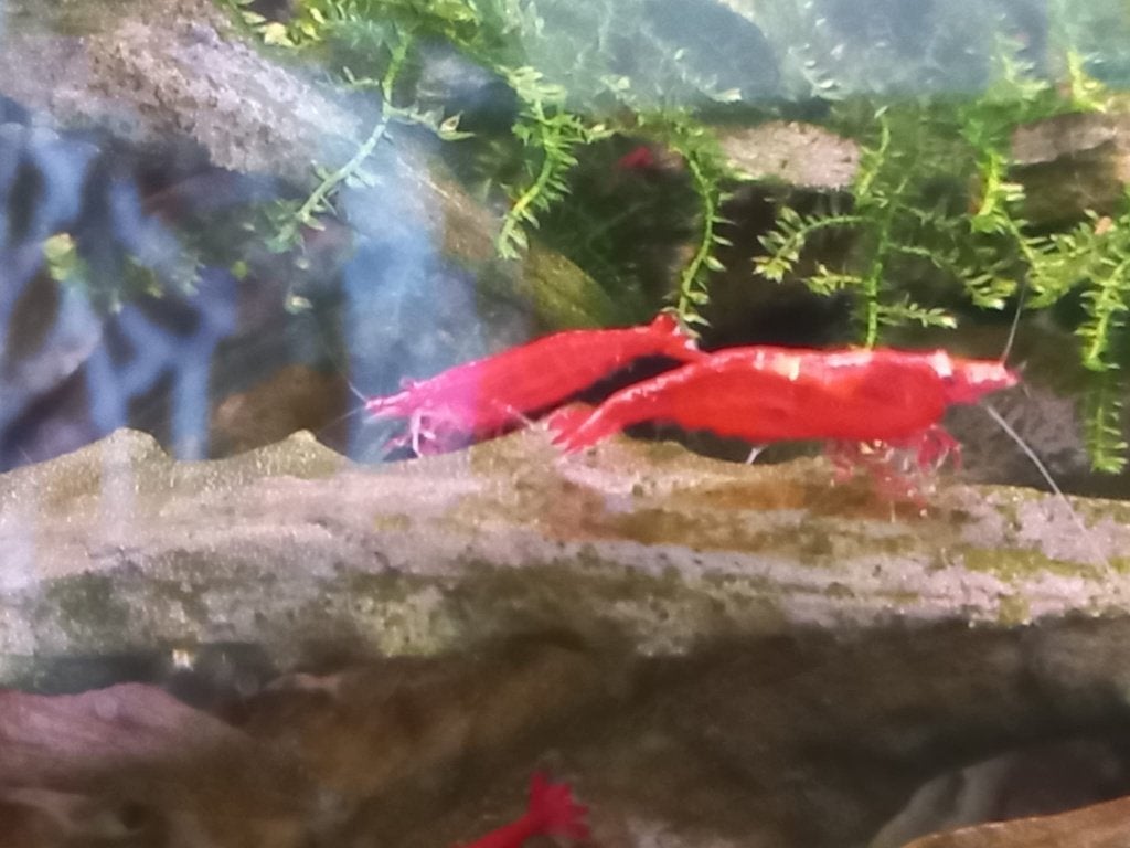 garnaaltjes, Kreeft, Krab of Garnaal, Zoetwatervis