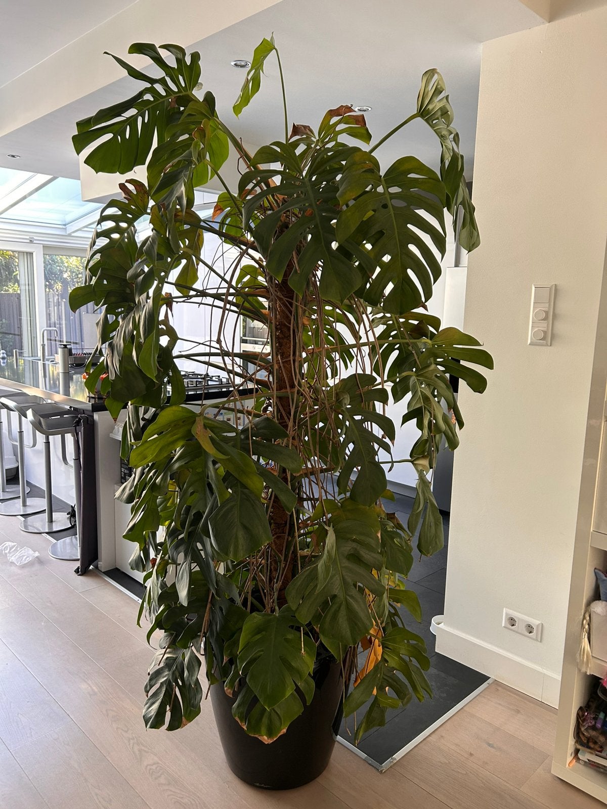 Grote monstera op mosstok, Ophalen, Halfschaduw, Minder dan 100 cm