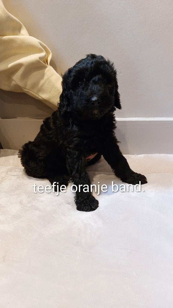 Schattige Labradoodle pups, Dieren en Toebehoren, Honden | Niet-rashonden, Middel, Meerdere dieren, Particulier, Meerdere, Nederland