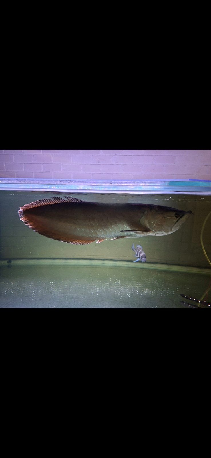 Grote arowana te koop 70+ cm!!, Vis, Zoetwatervis