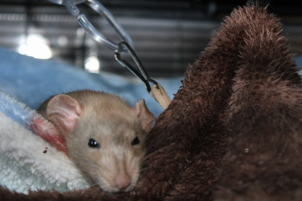 Tamme rat, Rat, Mannelijk, Januari, Tam