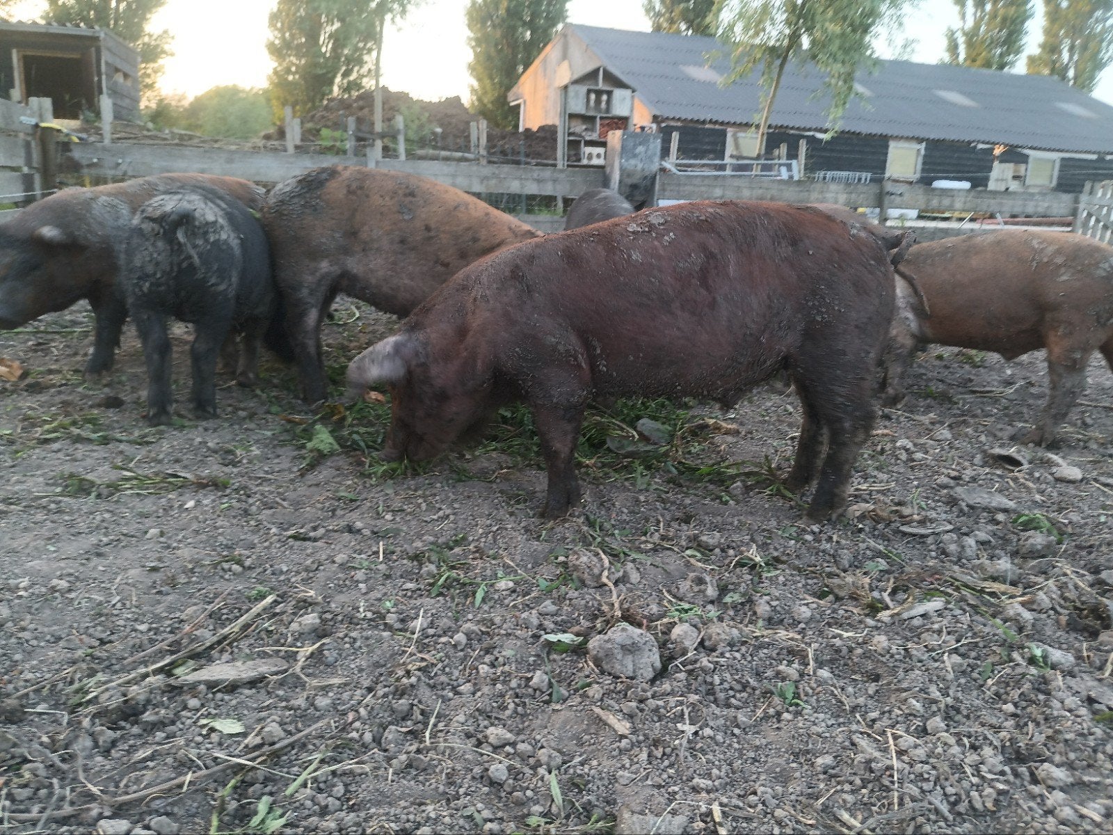 dekbeer duroc / husemer, Mannelijk, Varken, 0 tot 2 jaar