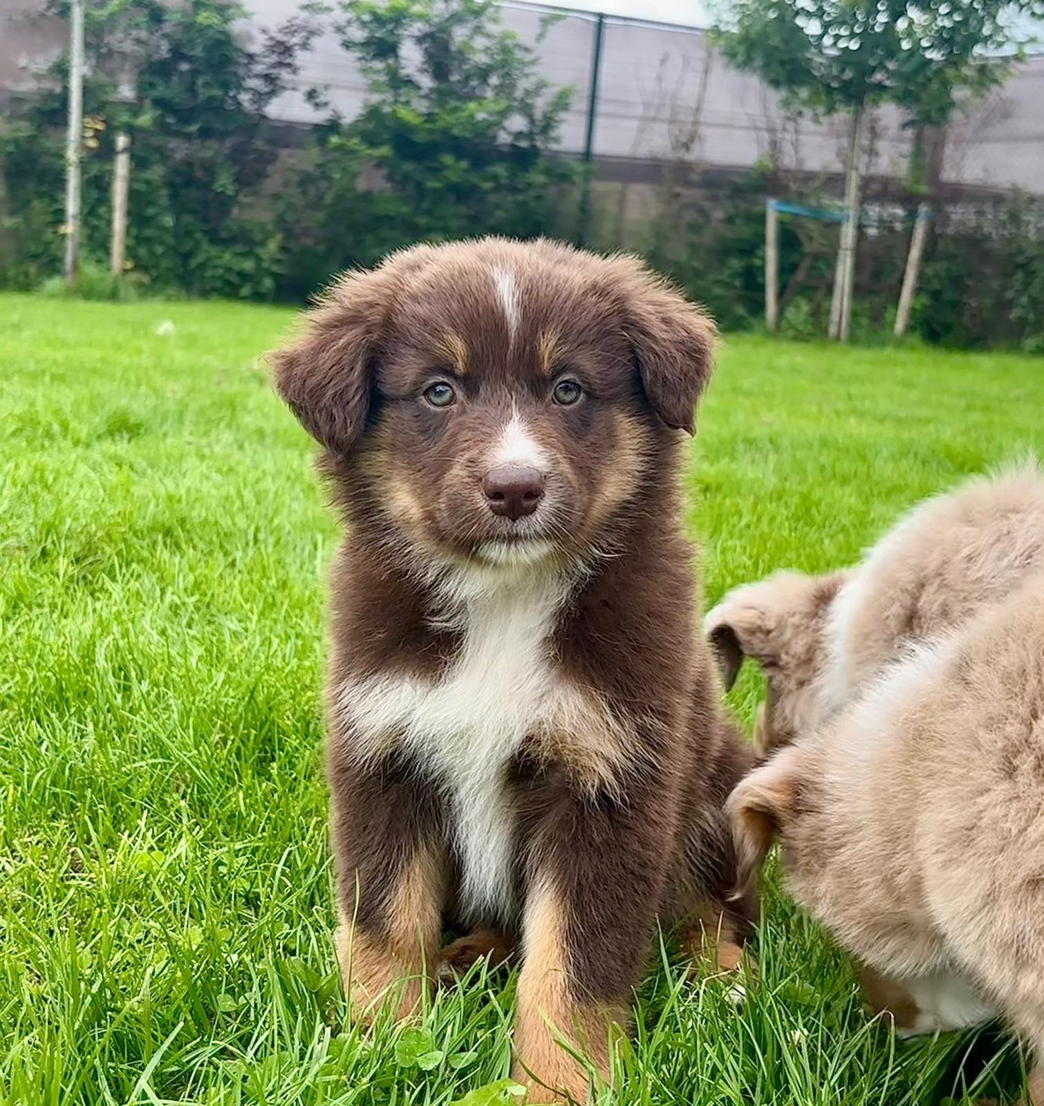 Nog 1 prachtige pup zoekt een liefdevol nieuw baasje!, 8 tot 15 weken, Parvo, Meerdere, Meerdere dieren