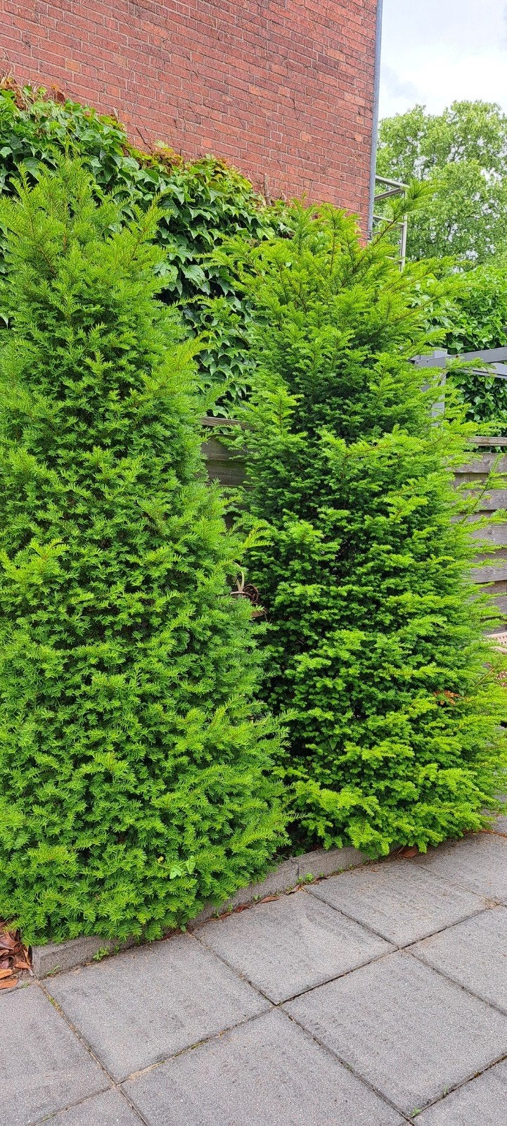 Taxus bomen, Tuin en Terras, Planten | Struiken en Hagen, Ophalen of Verzenden, Taxus