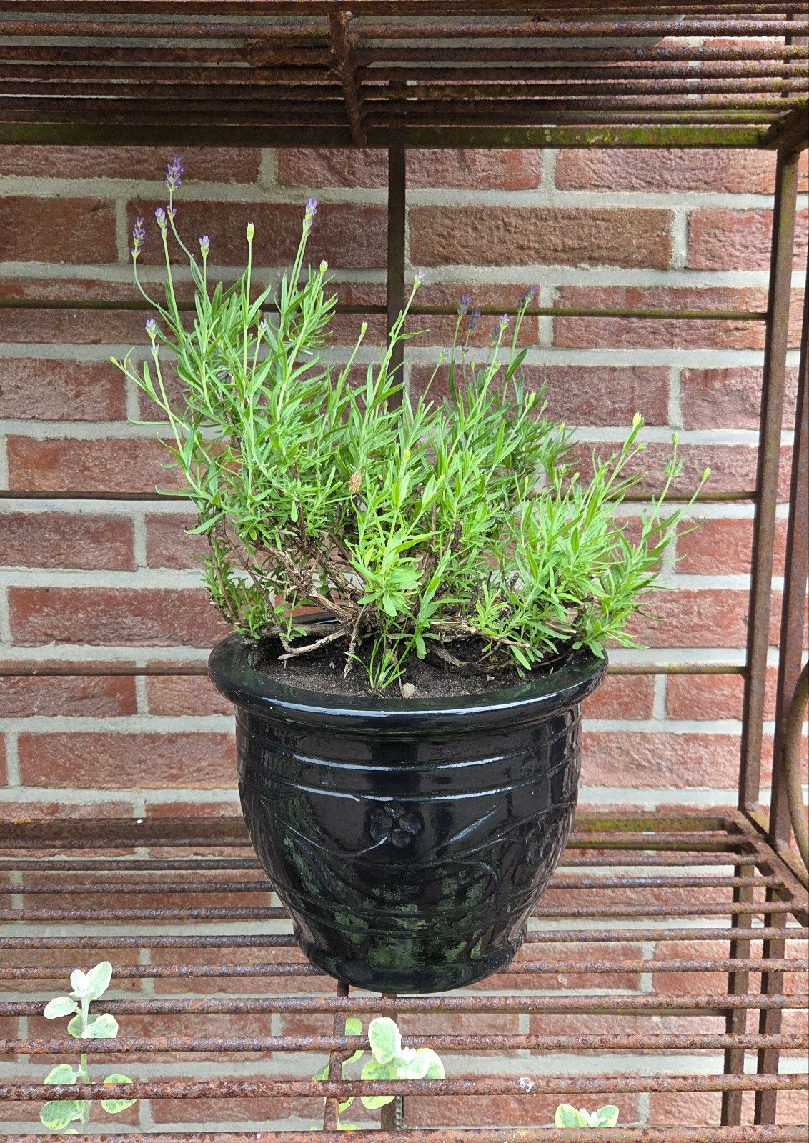 Zwarte terracotta bloempot met lavendel plant, Ophalen