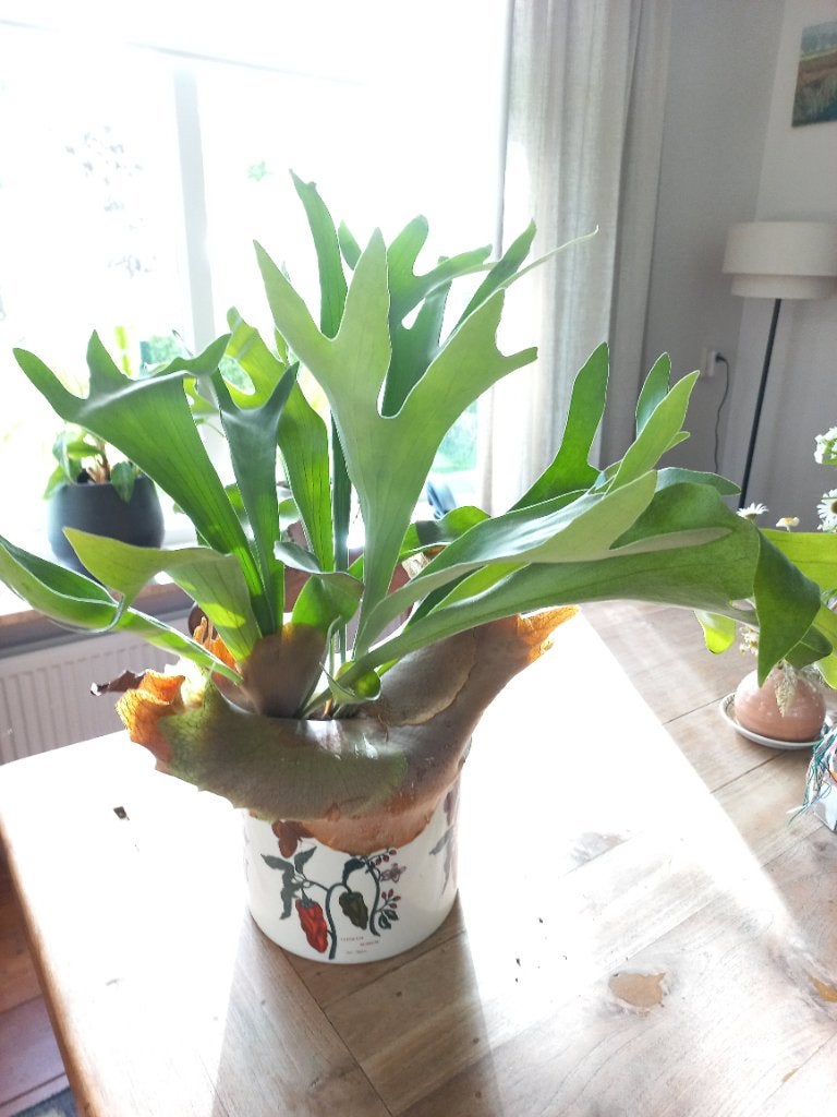 Hertshoorn plant, Ophalen, Overige soorten, Halfschaduw, Minder dan 100 cm
