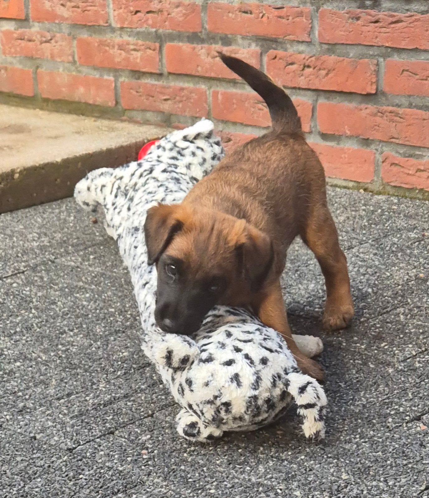 WESTFALEN TERRIER PUP REU ☆ SUPERMOOI ☆ TOPAFSTAMMING !!, Parvo, Reu, 8 tot 15 weken, Eén hond