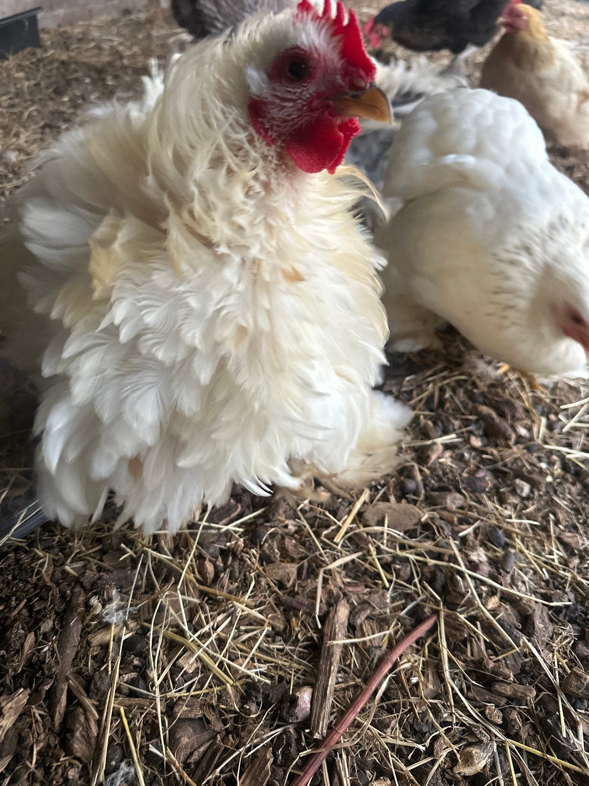 cochin kriel haan, Dieren en Toebehoren