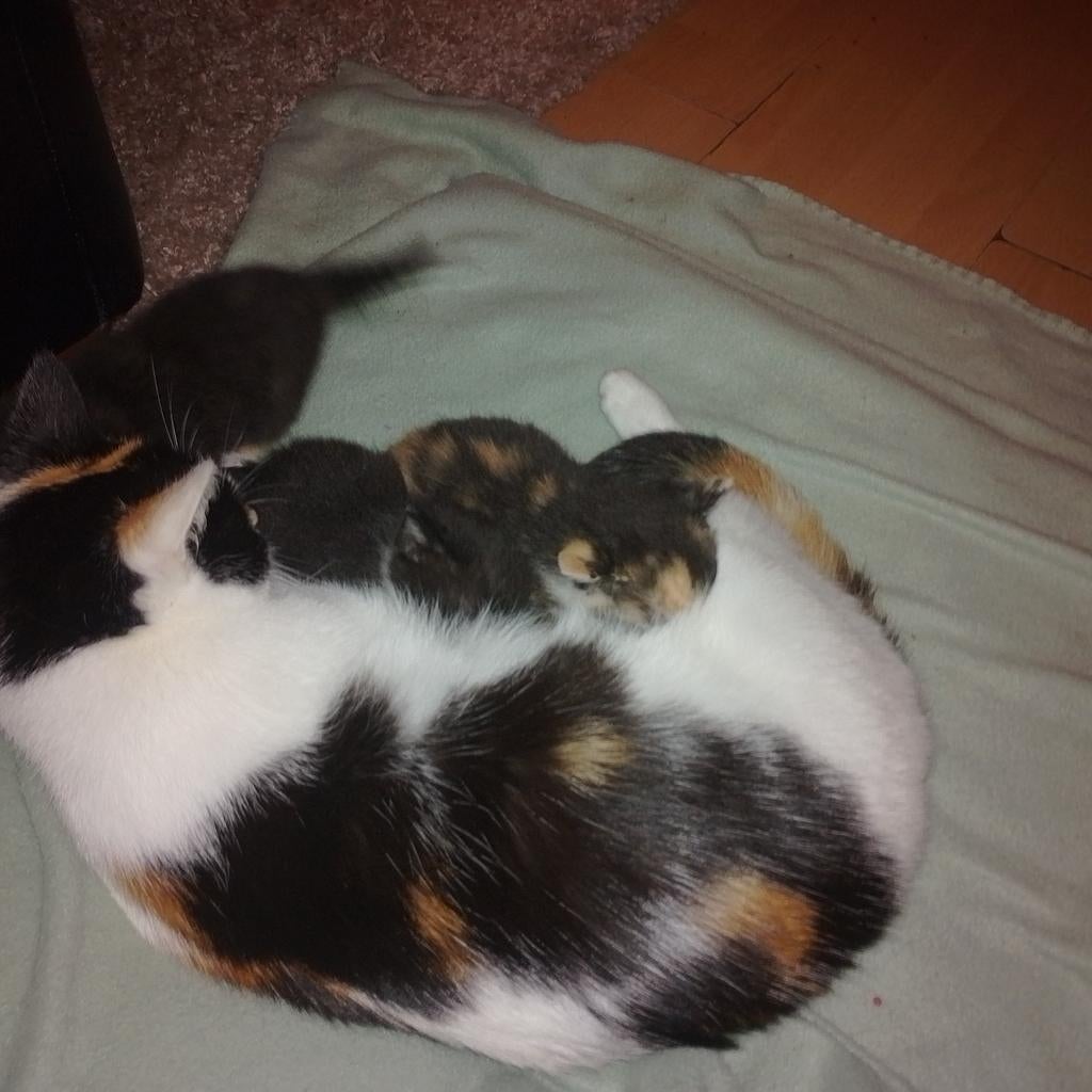 Lieve speelse kittens, Meerdere dieren, Kortharig, 0 tot 2 jaar