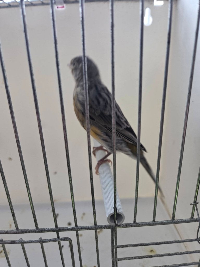 te koop harlekijn kanaries mannetje 25,00 euro per stuk, Dieren en Toebehoren, Vogels | Kanaries, Meerdere dieren, Kleurkanarie