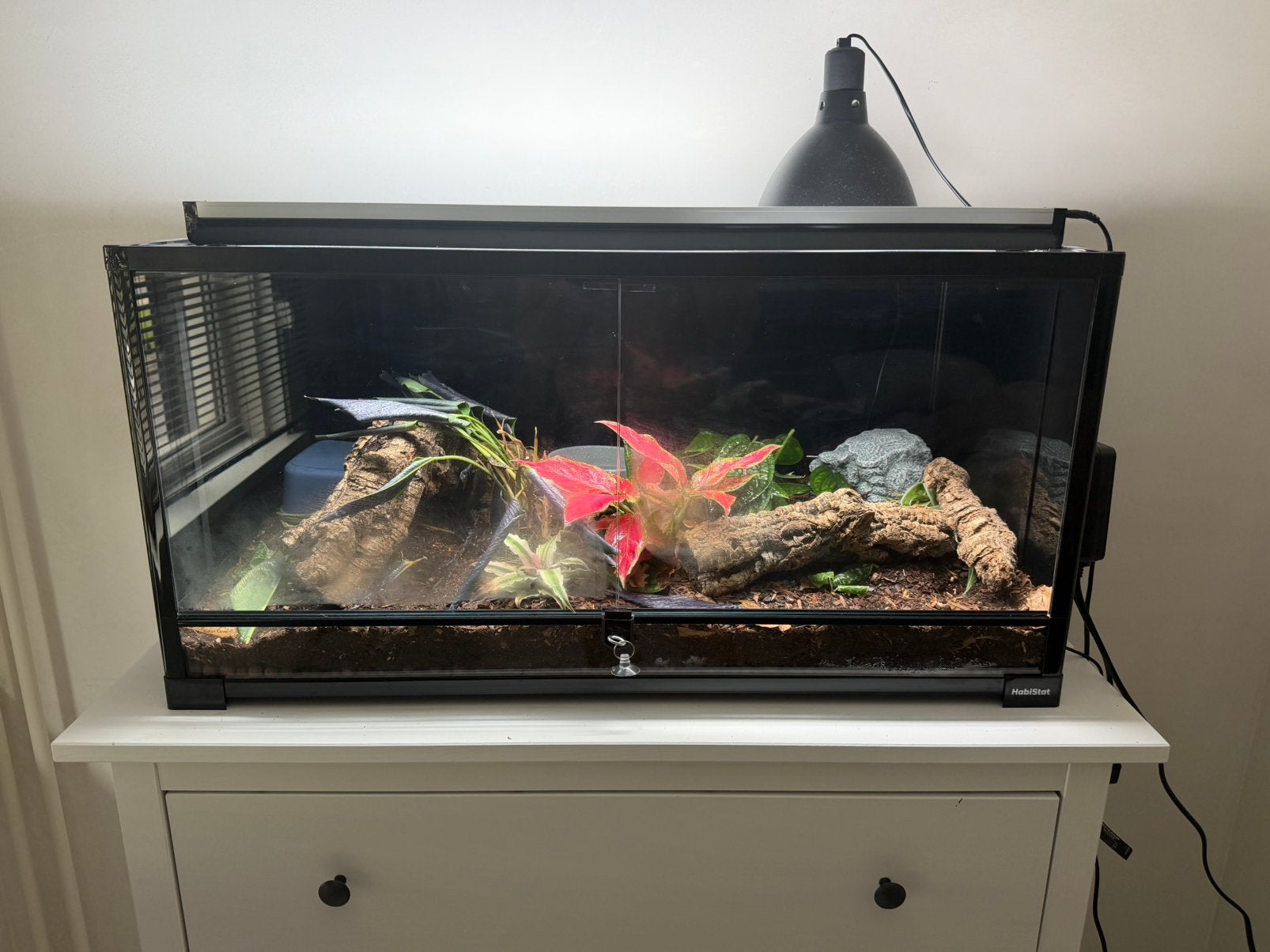 Terraruim incl banana special pied ball python, Dieren en Toebehoren, Ophalen, Zo goed als nieuw