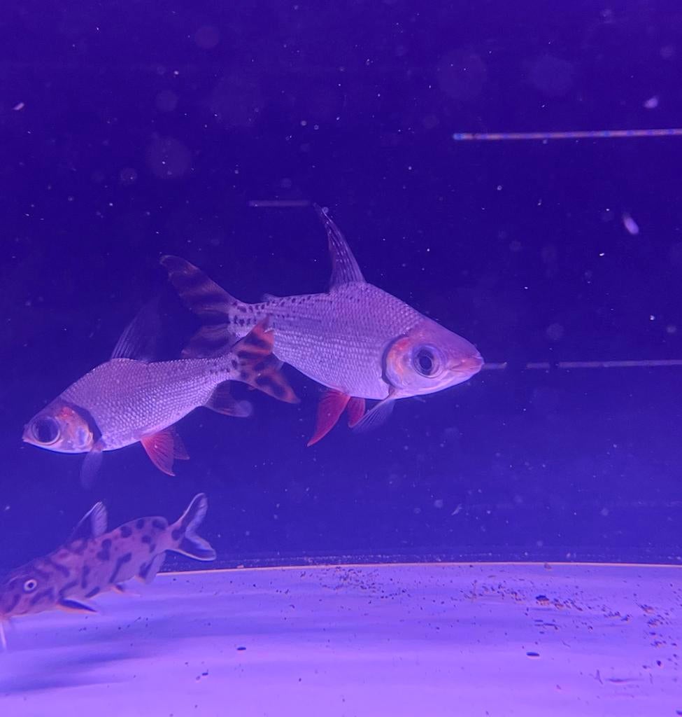 Flagtail Prochilodus, Dieren en Toebehoren, Vissen | Aquariumvissen, Vis