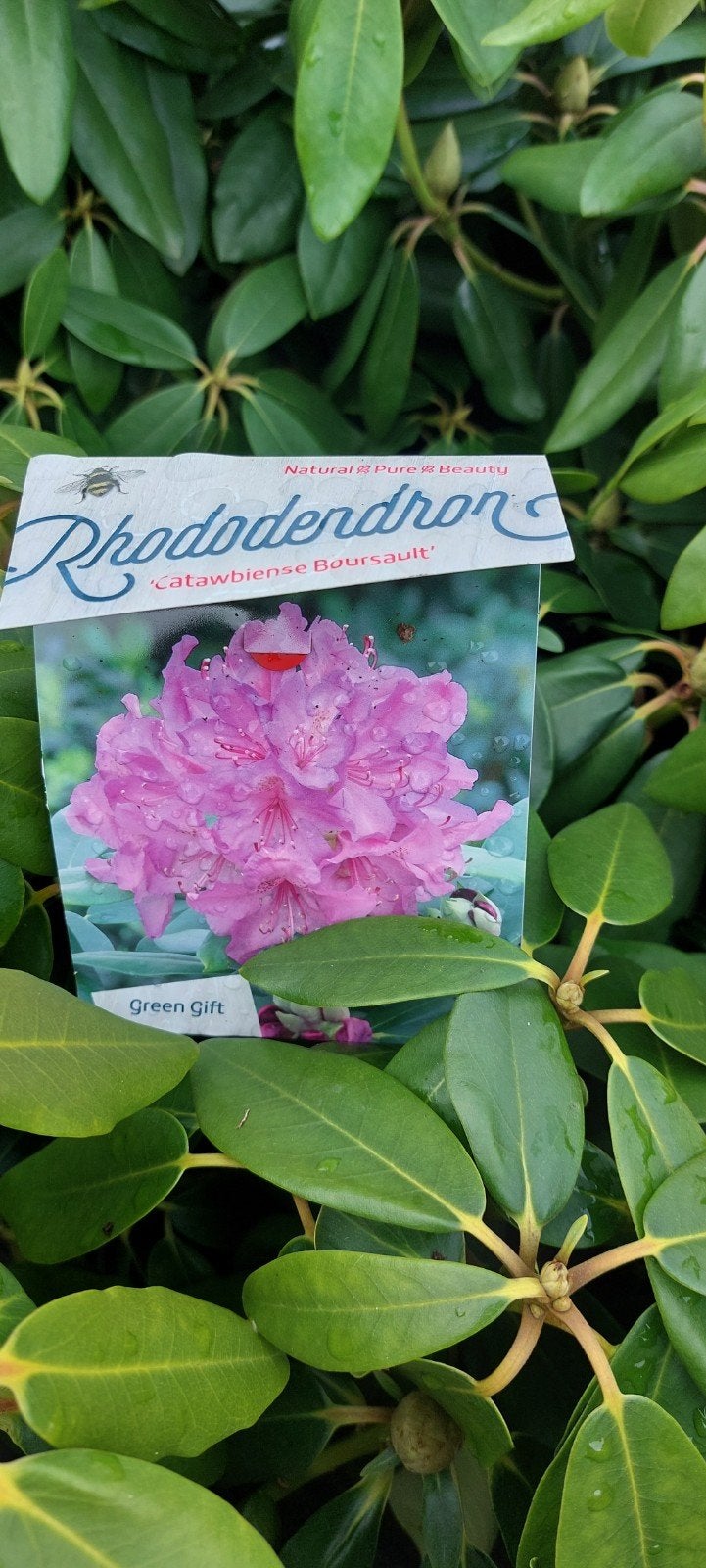 mooie grote rhododendrons, Ophalen of Verzenden, Overige soorten, Volle zon