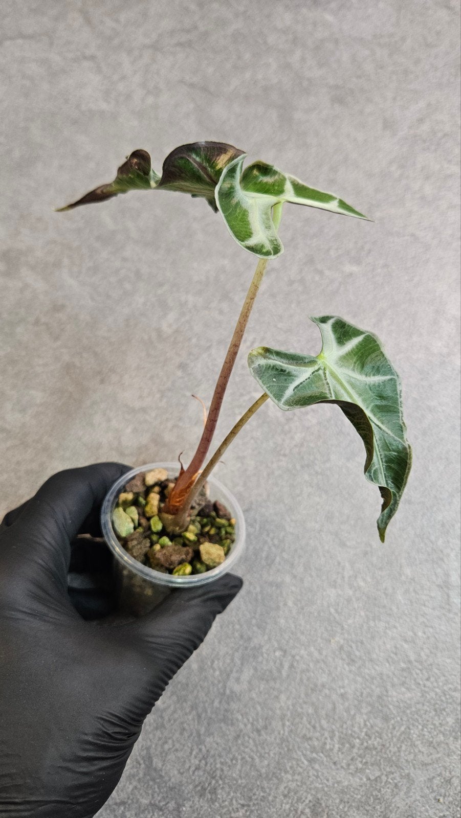 Alocasia Loco, Ophalen of Verzenden, Halfschaduw, Minder dan 100 cm