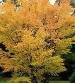 Acer palm. Sangokaku in diverse maten potkweek, Ophalen, Bloeit niet, Overige soorten, Halfschaduw
