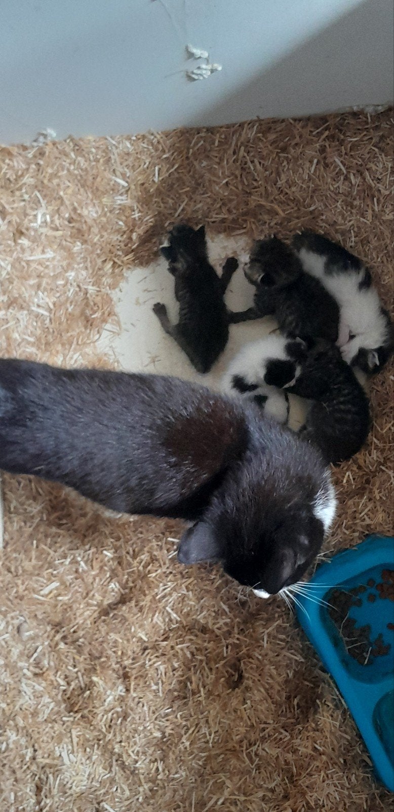Te koop 3 tijgerkittens en 2 zwart witte, Poes