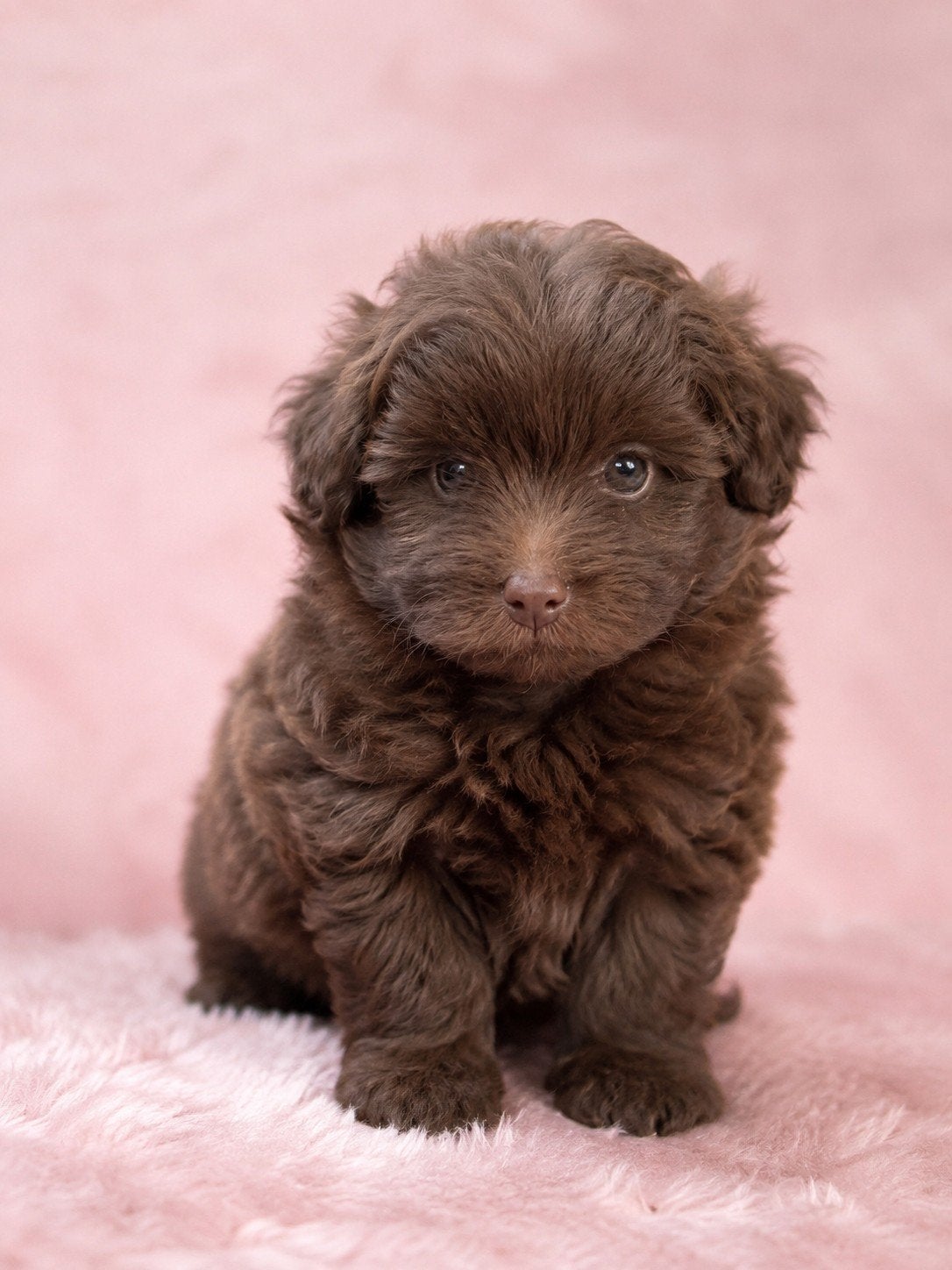 Pomapoo pups Pomeriaan x toypoedel, Parvo, Keeshond, 8 tot 15 weken, Meerdere