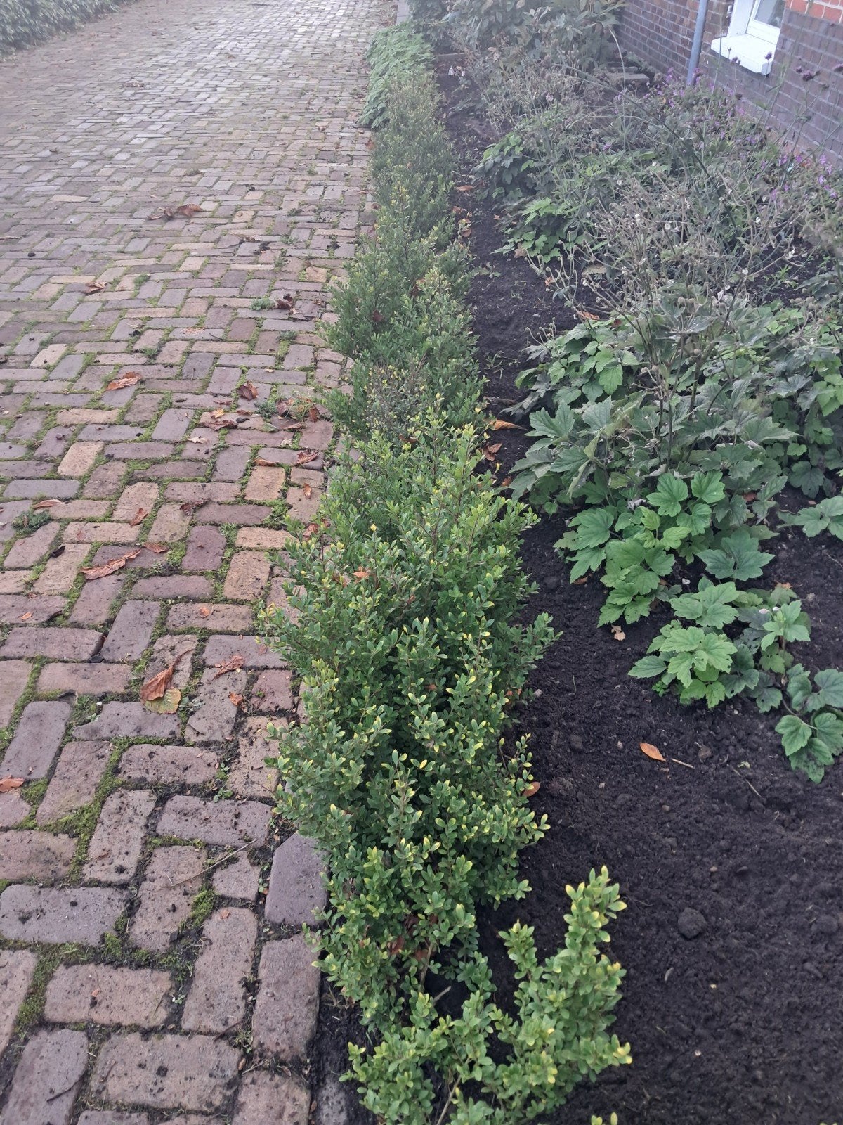 Buxus haagplanten - Ideaal voor lage hagen, Vaste plant, Bloeit niet, Halfschaduw, Ophalen