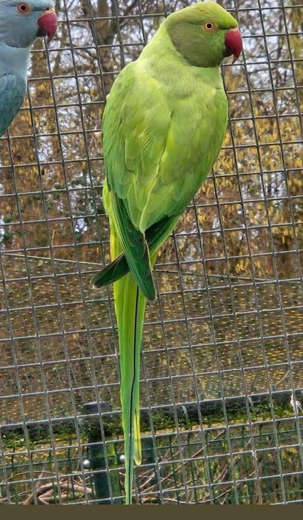 Groene opaline / witkopwistaart  halsbandparkiet, Vrouwelijk, Parkiet, Geringd