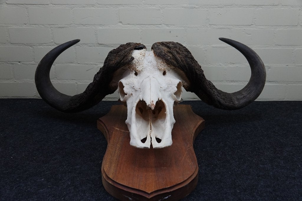 buffel schedels cape buffalo skull afrika, Ophalen of Verzenden, Zo goed als nieuw, Hert, Gewei of Kop