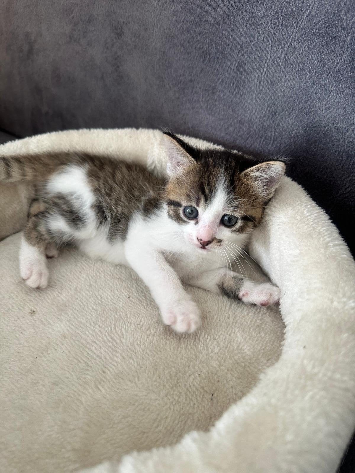 kittens, Dieren en Toebehoren, Katten en Kittens | Overige Katten, Poes