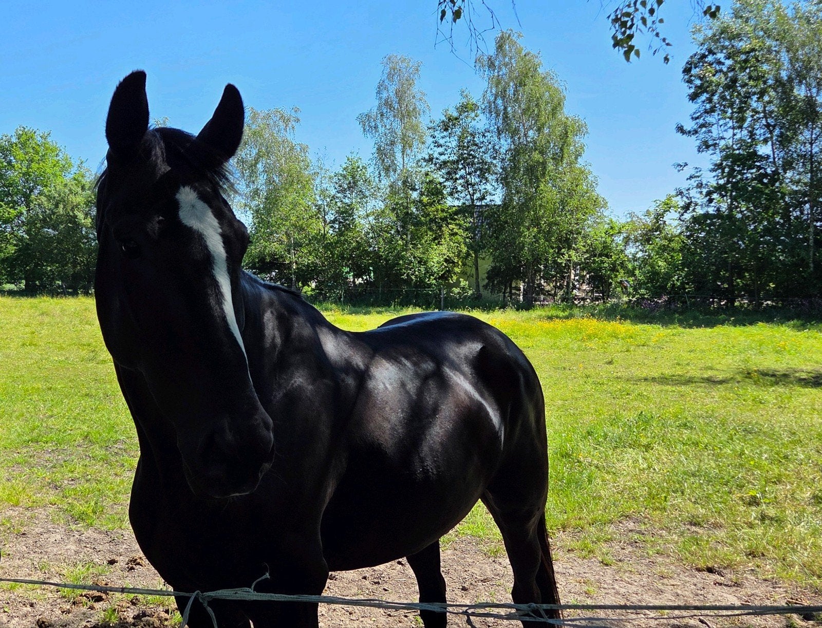 Mooie grote KWPN merrie, Merrie, Dressuurpaard
