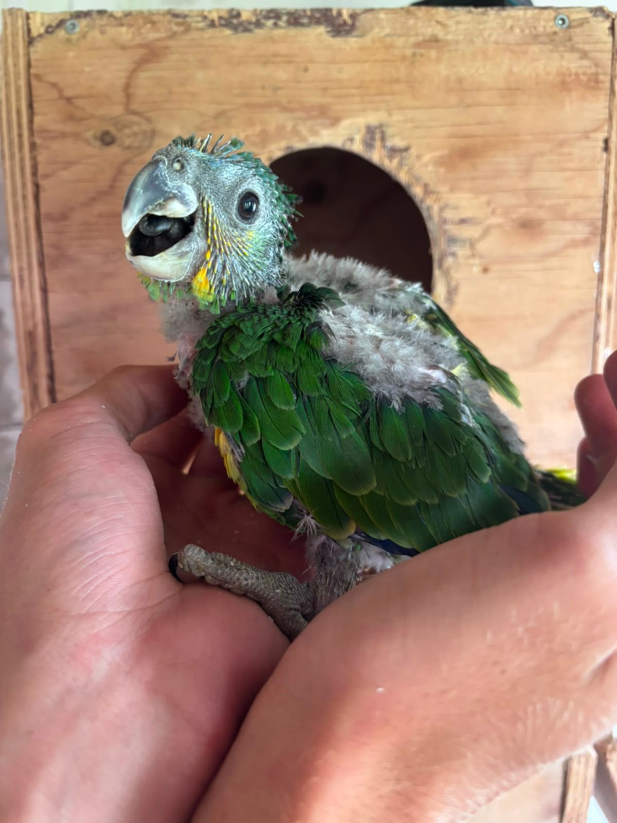 Jonge amazone papegaaien, Dieren en Toebehoren, Meerdere dieren, Papegaai, Geringd