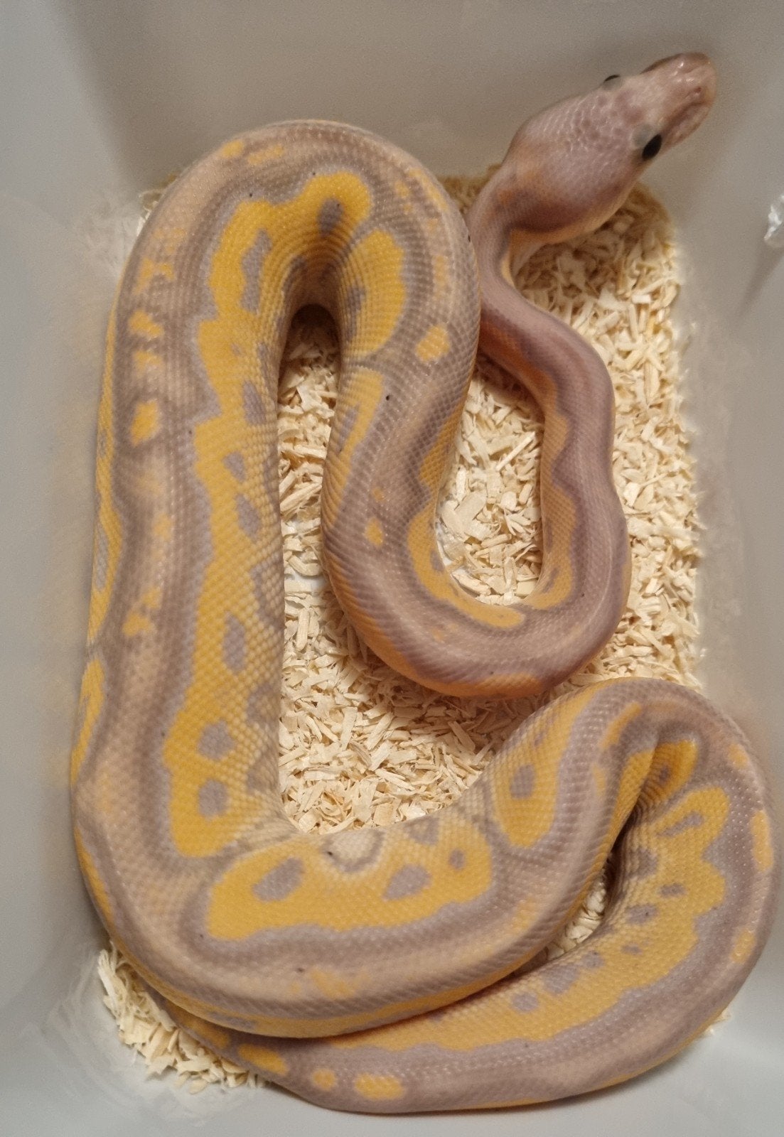 1.0 banana black pastel od spotnose clown koningspython Ball Python photo 2