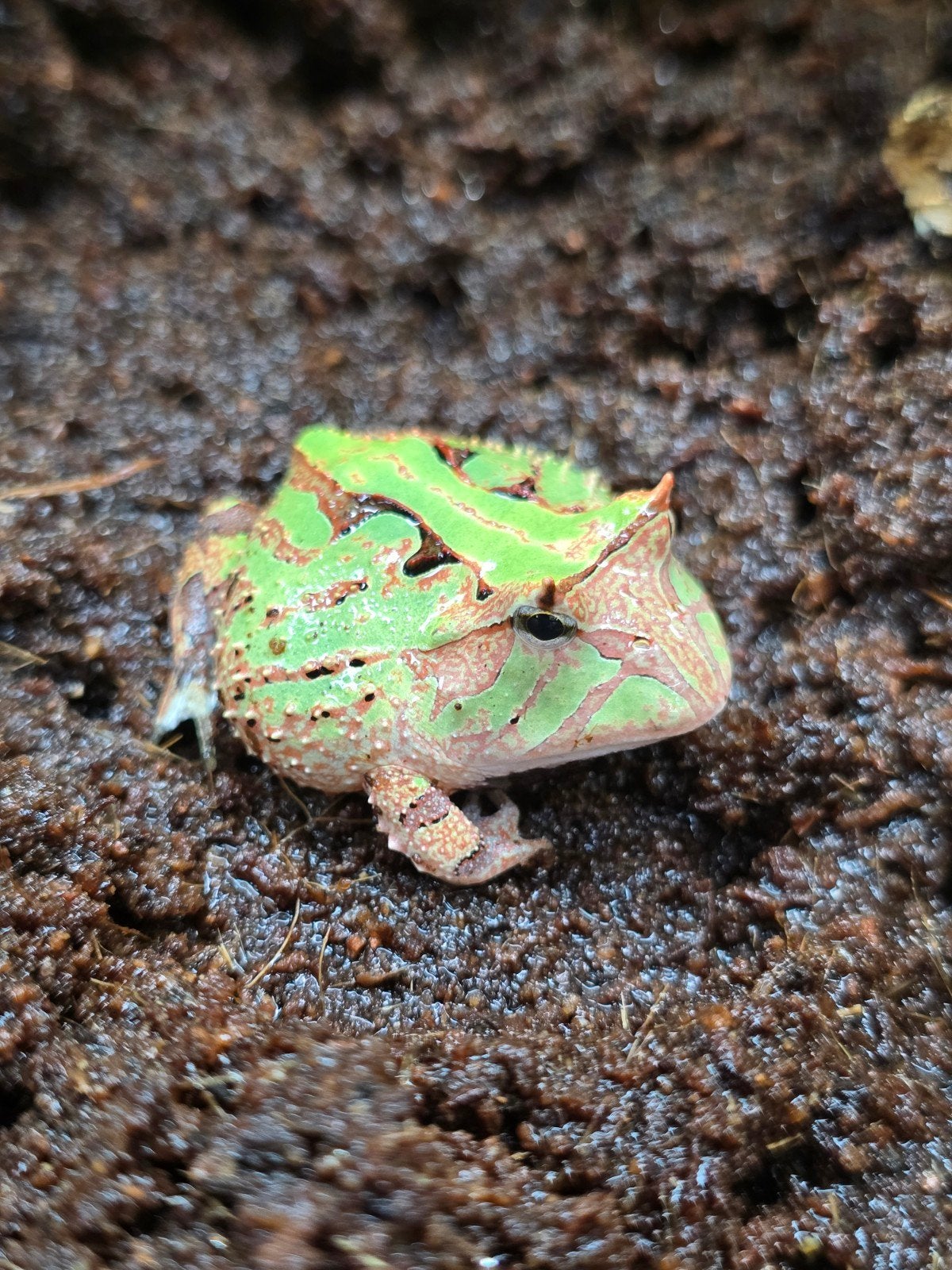 Nakweek Ceratophrys cornuta- Surinaamse hoornkikker Frog - unknown for sale from Lost Treasures