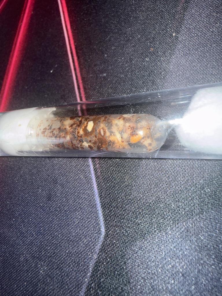 Coptotermes formosanua termieten kolonie tekoop., Overige soorten