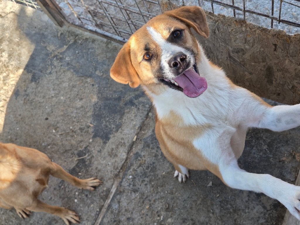 Lieve, aanhankelijke Philly Ter adoptie, Particulier, Reu, 1 tot 2 jaar, Buitenland