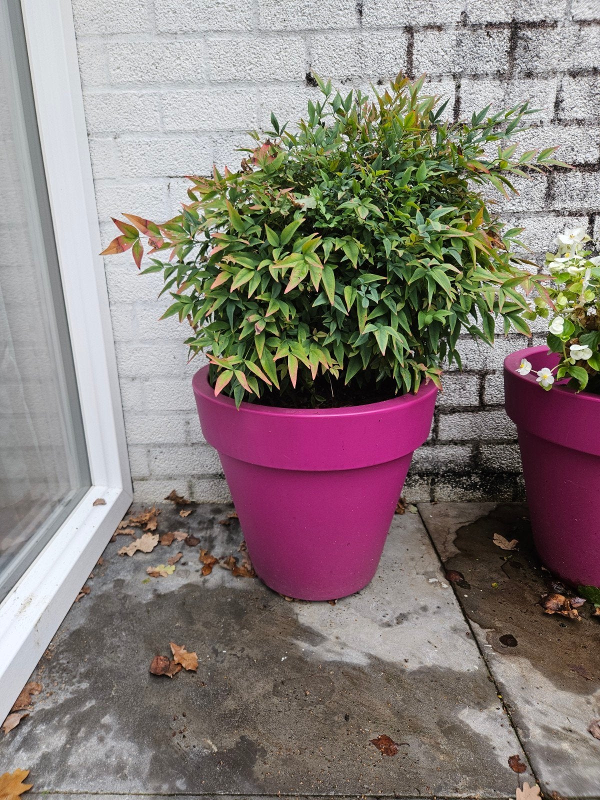 Set van 2 fuchsia Elho bloempotten, Ophalen, Kunststof, Gebruikt, 40 cm of meer