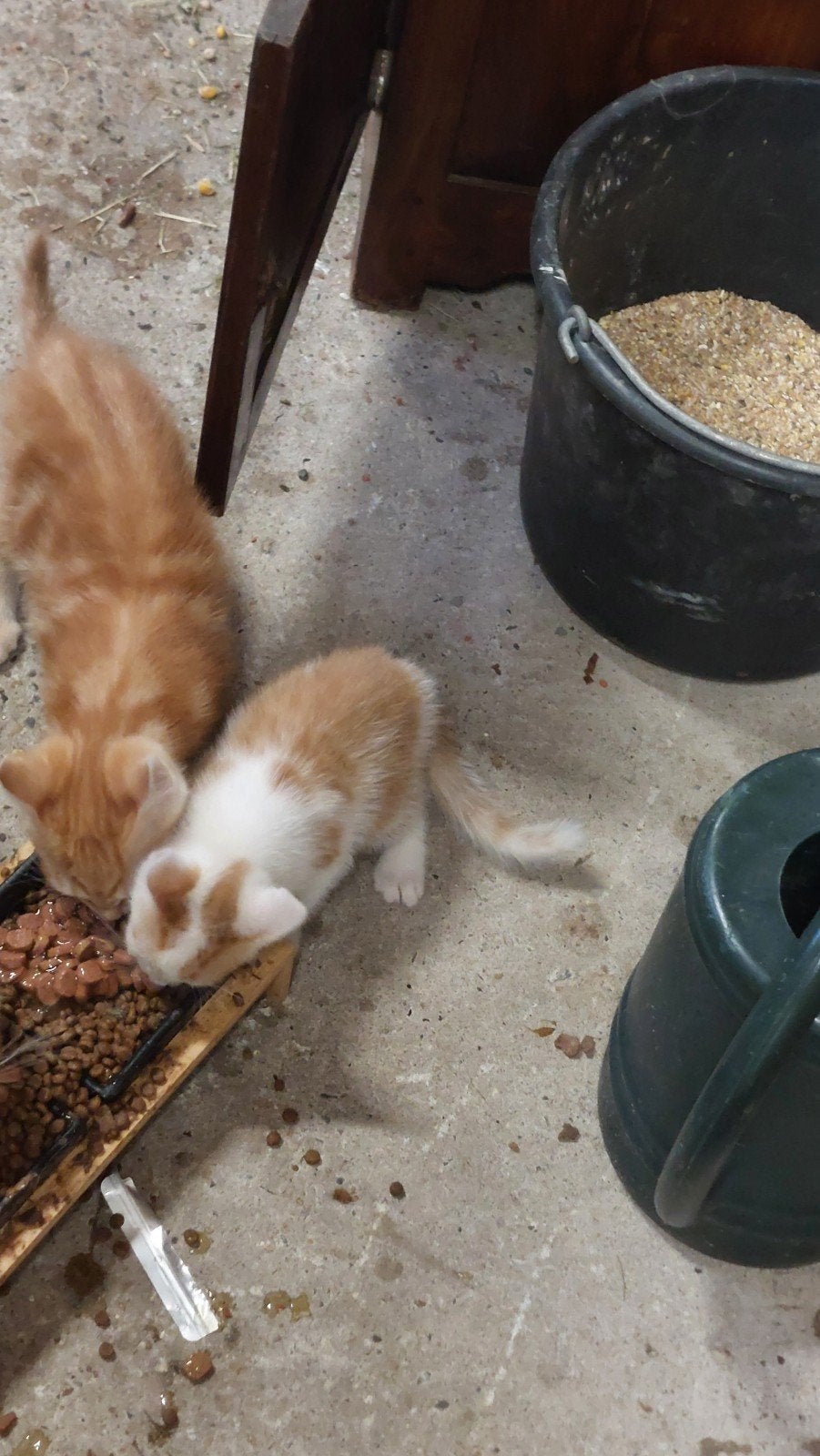 3 kittens te koop 1 poes 2 katers, Dieren en Toebehoren, Meerdere dieren