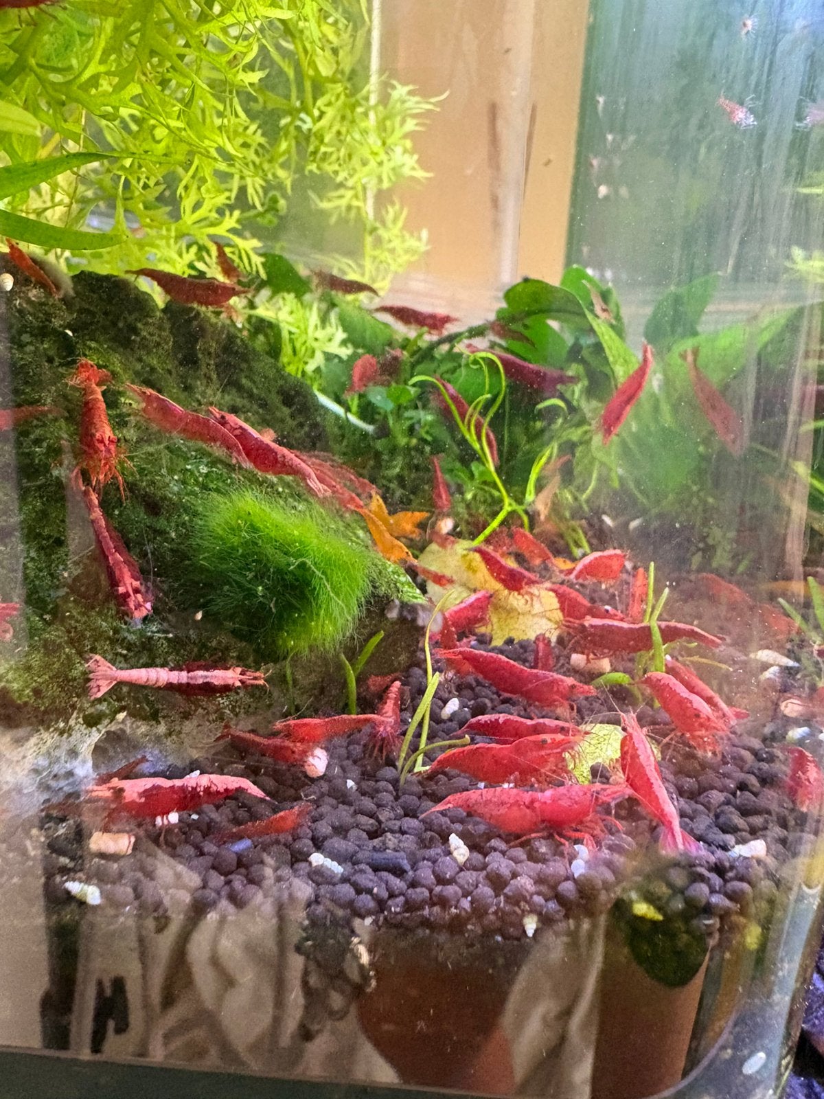 High grade vuurgarnalen / bloody marys - neocaridina red, Ophalen, Zo goed als nieuw, Plant(en), Steen of Hout
