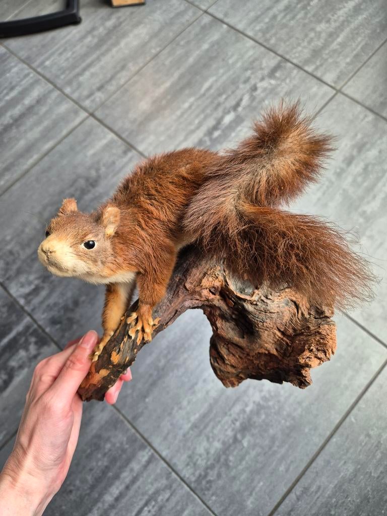 Taxidermie opgezette eekhoorn op tak, Ophalen of Verzenden, Zo goed als nieuw, Wild dier, Opgezet dier