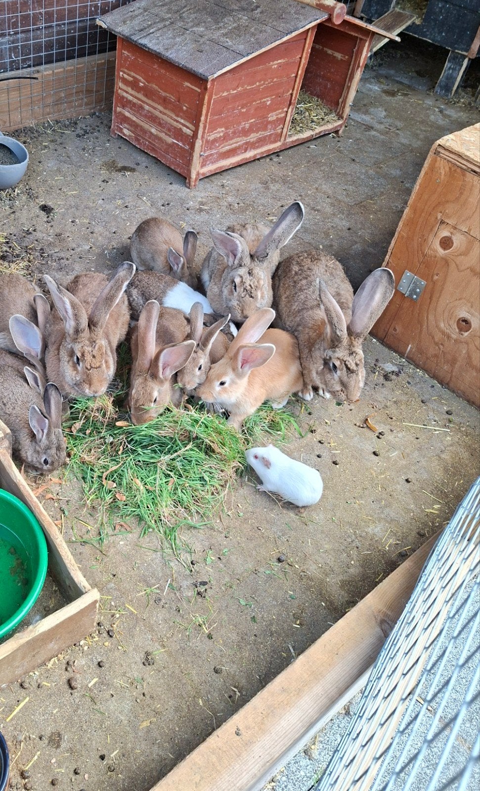 konijnen, Dieren en Toebehoren, Konijnen, Meerdere dieren